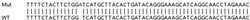 Abcam&nbsp;Human VDAC3 knockout HEK-293T cell lysate.