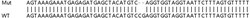 Abcam&nbsp;Human UFL1 knockout HEK-293T cell lysate.