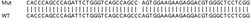 Abcam&nbsp;Human TRIM16 knockout HeLa cell lysate.
