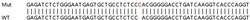 Abcam&nbsp;Human THEMIS2 (ICB1) knockout A549 cell lysate.