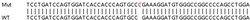 Abcam&nbsp;Human TAGLN2 knockout HEK-293T cell lysate.