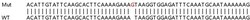Abcam&nbsp;Human SP100 knockout A549 cell lysate.