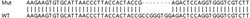 Abcam&nbsp;Human SMAD9 knockout HEK-293T cell lysate.