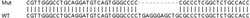 Abcam&nbsp;Human SLC9A3R2 (NHERF-2/SIP-1) knockout HEK-293T cell lysate.