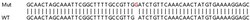 Abcam&nbsp;Human SERPINB5 (MASPIN) knockout HeLa cell lysate.