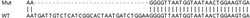Abcam&nbsp;Human SEC11A (SPC18) knockout HEK-293T cell lysate.