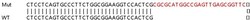 Abcam Human SCN1B knockout HeLa cell lysate.