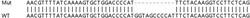 Abcam Human SAMD9L knockout A549 cell lysate.