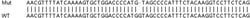 Abcam&nbsp;Human SAMD9L knockout A549 cell lysate.