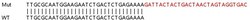 Abcam&nbsp;Human RRAGB knockout HeLa cell lysate.