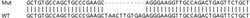 Abcam&nbsp;Human RNF19B knockout A549 cell lysate.