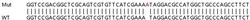 Abcam Human RNF181 (LOC51255) knockout HEK-293T cell lysate.