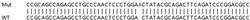 Abcam&nbsp;Human RMDN3 (PTPIP51) knockout HeLa cell lysate.