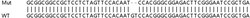 Abcam&nbsp;Human RAB6A (Rab-6) knockout HEK-293T cell lysate.