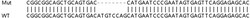 Abcam&nbsp;Human RAB1A knockout HEK-293T cell lysate.