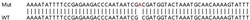 Abcam&nbsp;Human PYHIN1 knockout A549 cell lysate.