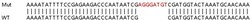 Abcam&nbsp;Human PYHIN1 knockout A549 cell lysate.