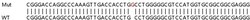 Abcam&nbsp;Human PSAT1 (Phosphoserine Aminotransferase) knockout HEK-293T cell lysate.