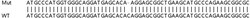 Abcam&nbsp;Human PPP1R16A knockout HEK-293T cell lysate.