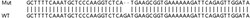 Abcam&nbsp;Human PPM1B knockout HEK-293T cell lysate.