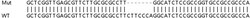 Abcam&nbsp;Human PMAIP1 (Noxa) knockout A549 cell lysate.