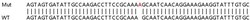 Abcam&nbsp;Human PLS3 (T Plastin/PLS3) knockout HEK-293T cell lysate.