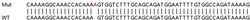 Abcam&nbsp;Human PLOD2 (PLOD2/LH2) knockout HEK-293T cell lysate.