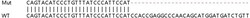 Abcam&nbsp;Human PARP9 knockout A549 cell lysate.