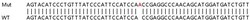 Abcam&nbsp;Human PARP9 knockout A549 cell lysate.