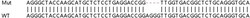 Abcam Human PARP10 (ARTD10) knockout A549 cell lysate.