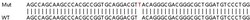 Abcam&nbsp;Human PAFAH1B3 knockout HEK-293T cell lysate.