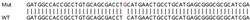 Abcam Human PACSIN2 knockout HeLa cell lysate.