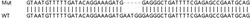 Abcam&nbsp;Human OCIAD1 knockout HEK-293T cell lysate.