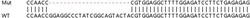 Abcam&nbsp;Human NSD1 (KMT3B) knockout HEK-293T cell lysate.
