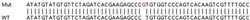 Abcam&nbsp;Human NRG4 knockout HeLa cell lysate.