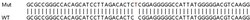 Abcam&nbsp;Human NLRC5 knockout A549 cell lysate.
