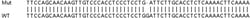 Abcam&nbsp;Human LRRK1 knockout HeLa cell lysate.