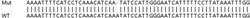 Abcam&nbsp;Human IVNS1ABP (Influenza Virus NS1A Binding Protein) knockout HeLa cell lysate.