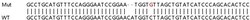 Abcam&nbsp;Human IRF9 (Interferon regulatory factor 9) knockout HeLa cell lysate.