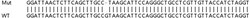 Abcam&nbsp;Human IFIT3 (P60) knockout A549 cell lysate.