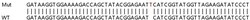 Abcam&nbsp;Human IDS (Iduronate 2 sulfatase/SIDS) knockout HeLa cell lysate.