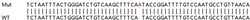 Abcam Human HSP90AA1 (Hsp90 alpha) knockout HEK-293T cell lysate.