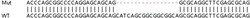 Abcam Human HPSE (Heparanase 1) knockout HeLa cell lysate.