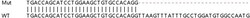 Abcam&nbsp;Human GMPR (GMPR1) knockout A549 cell lysate.