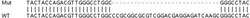 Abcam Human DNAJB1 (Hsp40) knockout HEK-293T cell lysate.