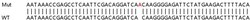 Abcam&nbsp;Human DEPDC5 knockout A549 cell lysate.