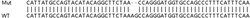 Abcam&nbsp;Human DENND5A knockout HeLa cell lysate.