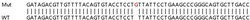 Abcam&nbsp;Human CMPK2 knockout A549 cell lysate.