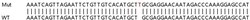 Abcam Human CLOCK (KAT13D) knockout HeLa cell lysate.