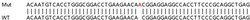 Abcam&nbsp;Human CERS6 (LASS6) knockout HEK-293T cell lysate.